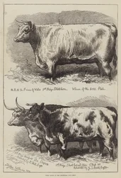 Prize Cattle at the Smithfield Club Show